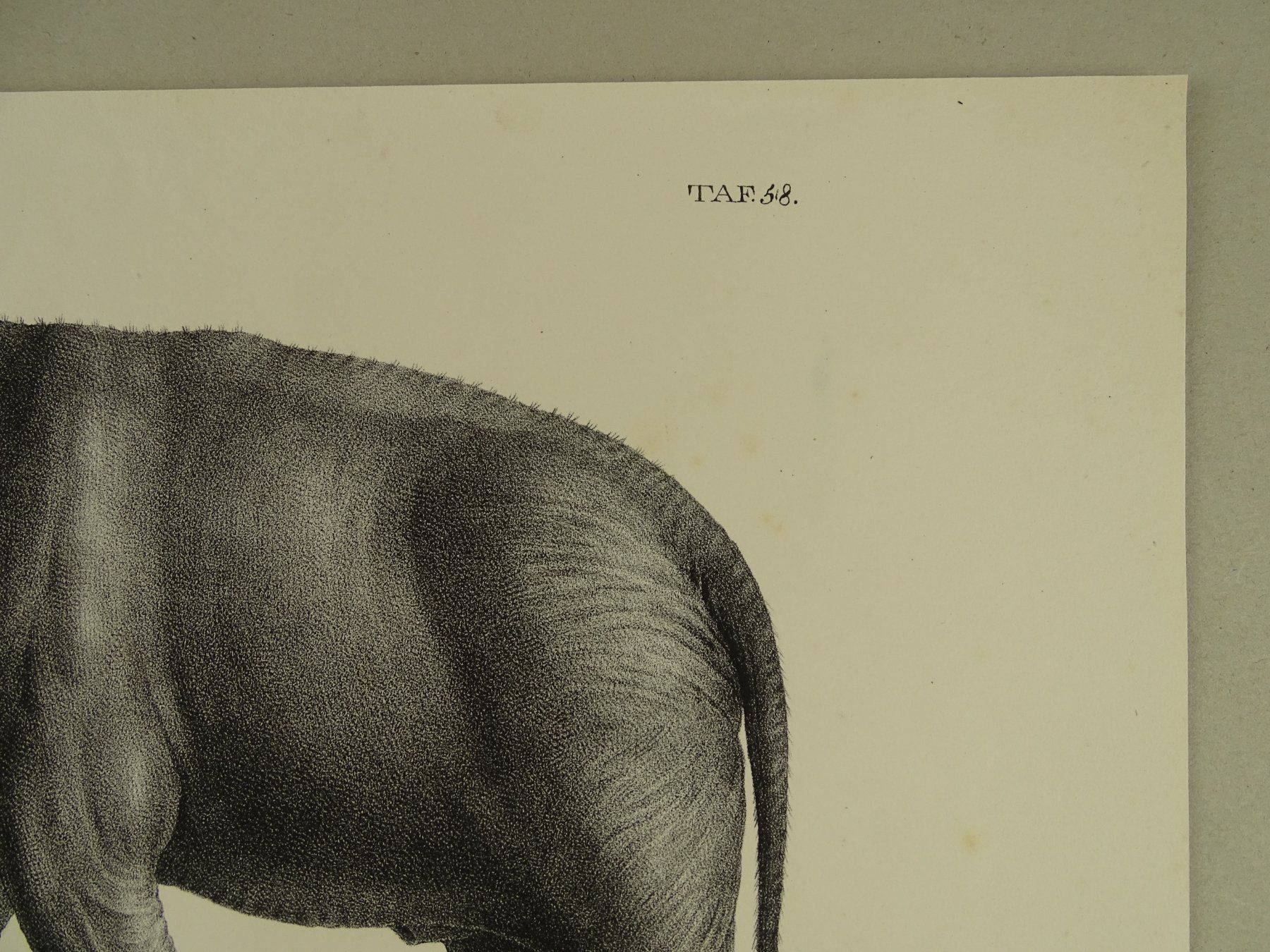 Stiche: ASIATISCHER ELEFANT, LITHOGRAPHIE UM 1840 – Gebraucht aus Grüningen von Kartensammler 4