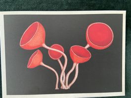 AK neu Illustration Pilz Royal Botanic Gardens Fungarium