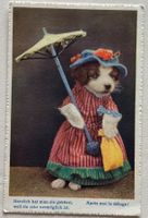 Humor, vermenschlichter Hund, Kleider, Schirm