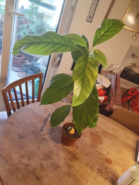 Avocadobaum Kaufen auf Ricardo