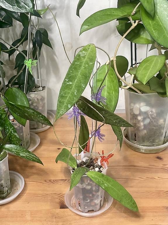 Piante & sementi: Hoya kaikoeana – Usato da Schönholzerswilen venduto da Leavylounge