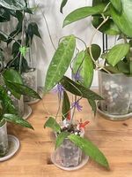 Hoya kaikoeana