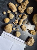 Diverse Fossilien 
