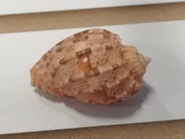 Muscheln Harfe Muschel Harpa Kajiyamai 46mm Schnecke Cebu