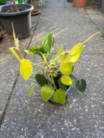 Philodendron scandens/brasil/lemon kombiniert - wunderschön!