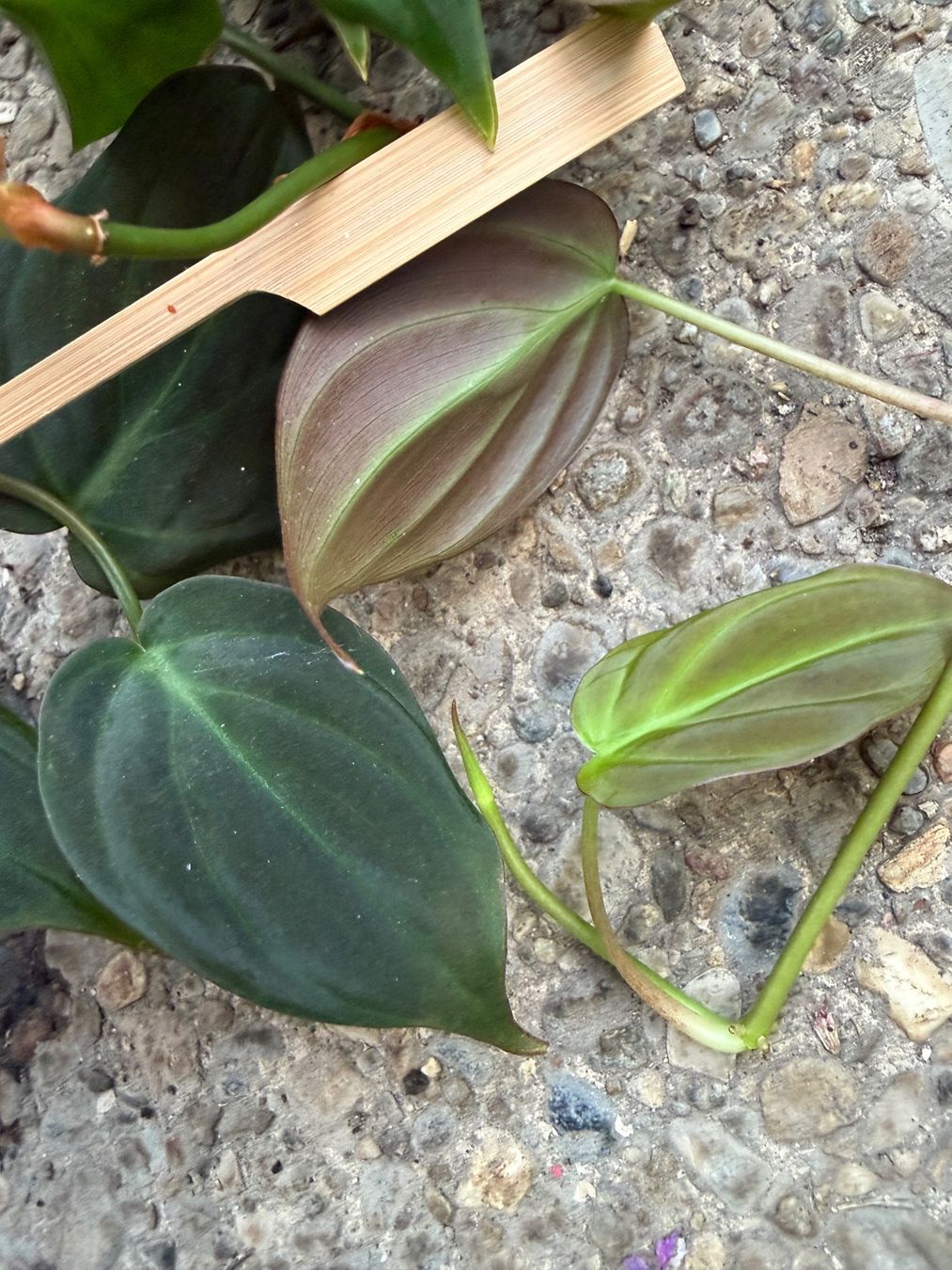 Piante & sementi: Philodendron scandens micans, getopfte Pflanze – Nuovo (secondo la descrizione) da Winterthur venduto da Aniger 7