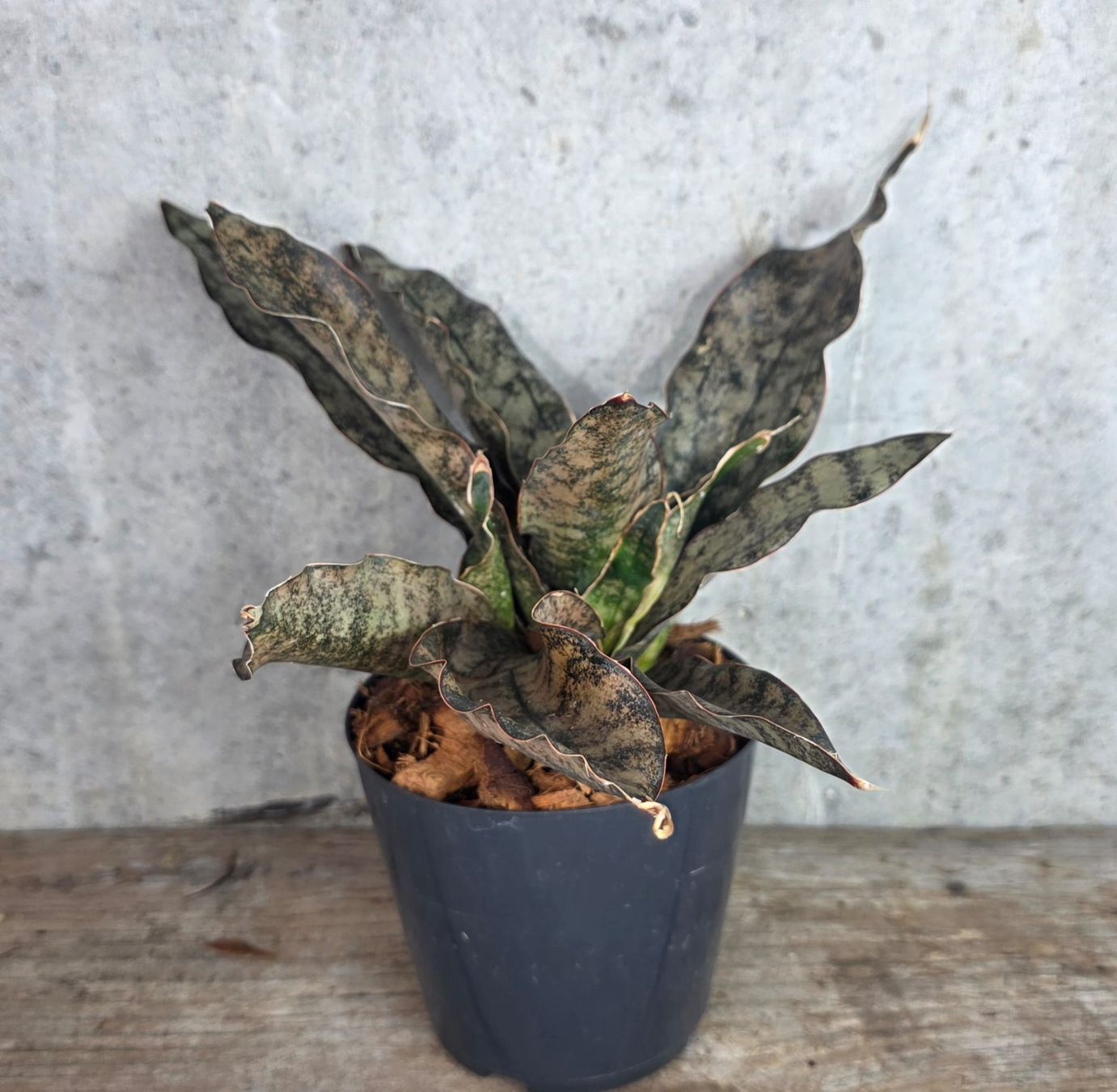 Piante & sementi: Sansevieria kirkii 'Coppertone' – Nuovo (secondo la descrizione) da St.Erhard venduto da Plumilandschweiz 3