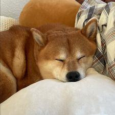 Profile image of soa_xj8d