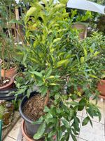 Kumquat Zitruspflanze