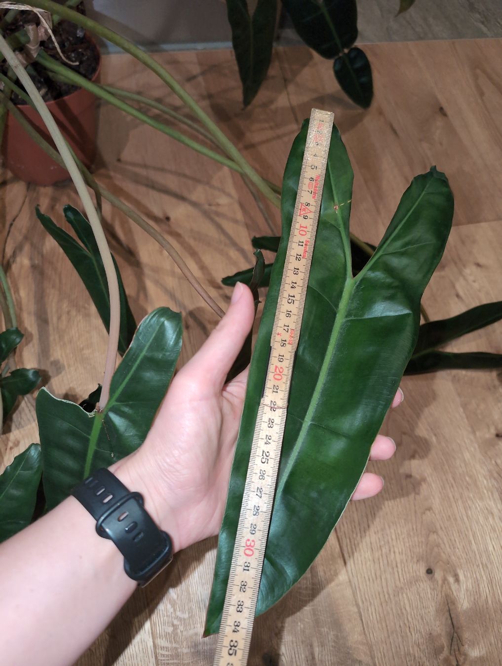 Piante & sementi: XXL Philodendron billietiae – Usato da Bern venduto da JennisJungle 4