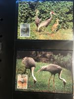 WWF Korea 1988 Satz Weissnackenkranich Maximumkarten