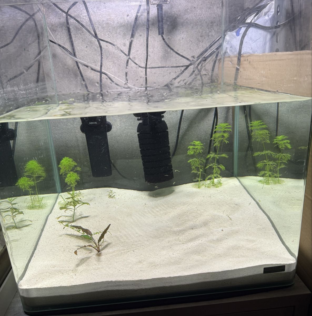 Aquarium: Nano Cube Dennerle 60L Aquarium – Gebraucht aus Winterthur von Lati85 1