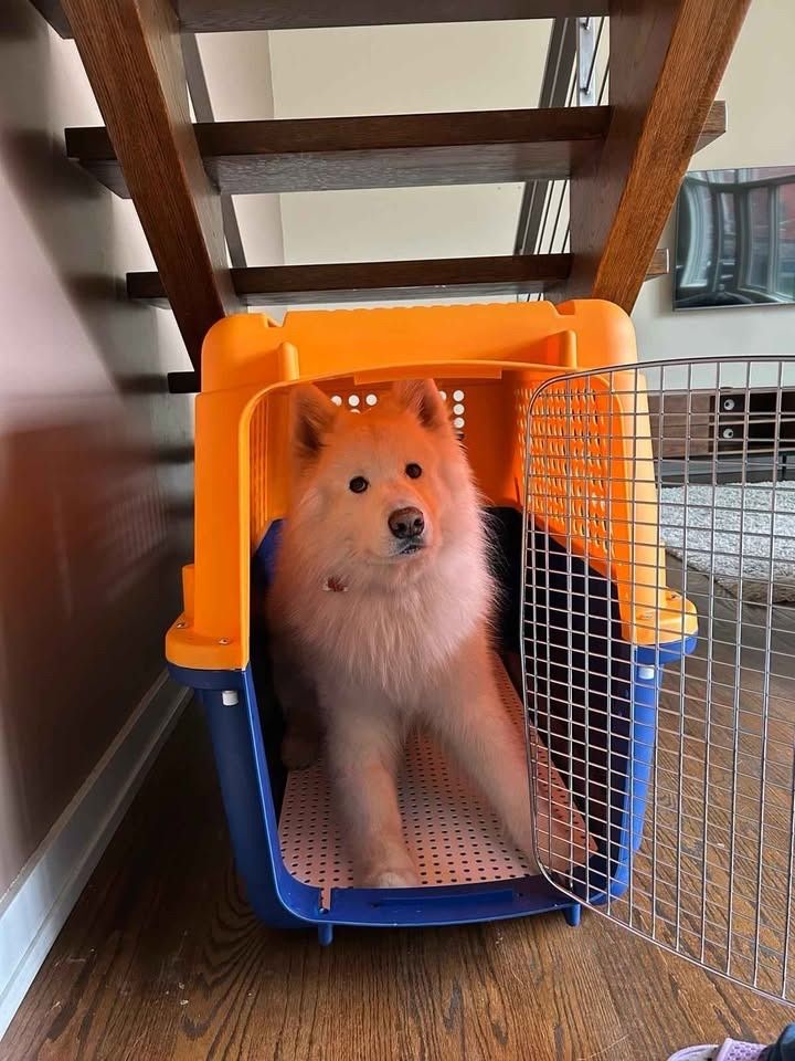 Sonstige Dekorationen & Accessoires: XL-Hundebox – Gebraucht aus Kappel am Albis von dmu_z9fb