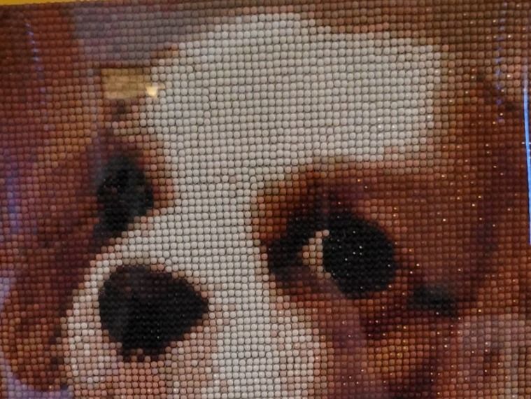 Foto & Immagini: Bild Diamant-Malerei "Pekingese/Hund" – Nuovo (secondo la descrizione) da Bremgarten AG venduto da Sportivo2007 1