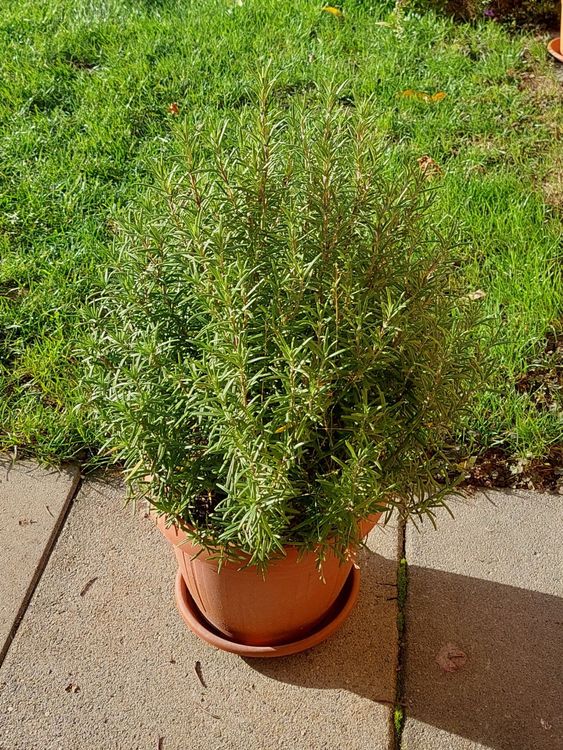 Gewürz Rosmarin Busch | Kaufen auf Ricardo