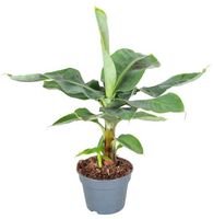 Musa Basjoo Japanische Faserbanane