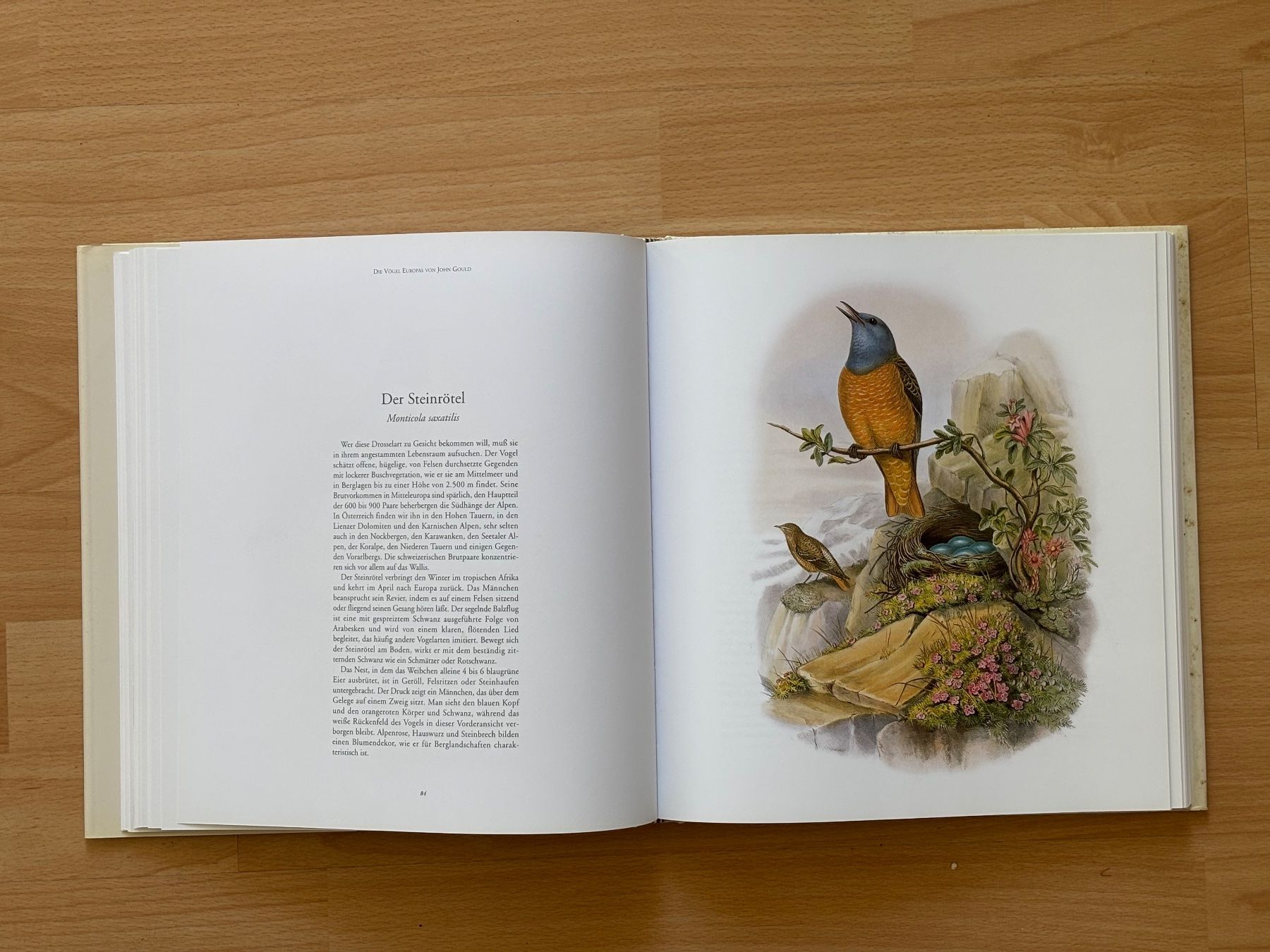 Libri: Die Vögel Europas von John Gould – Usato da Zürich venduto da Masaiti 5