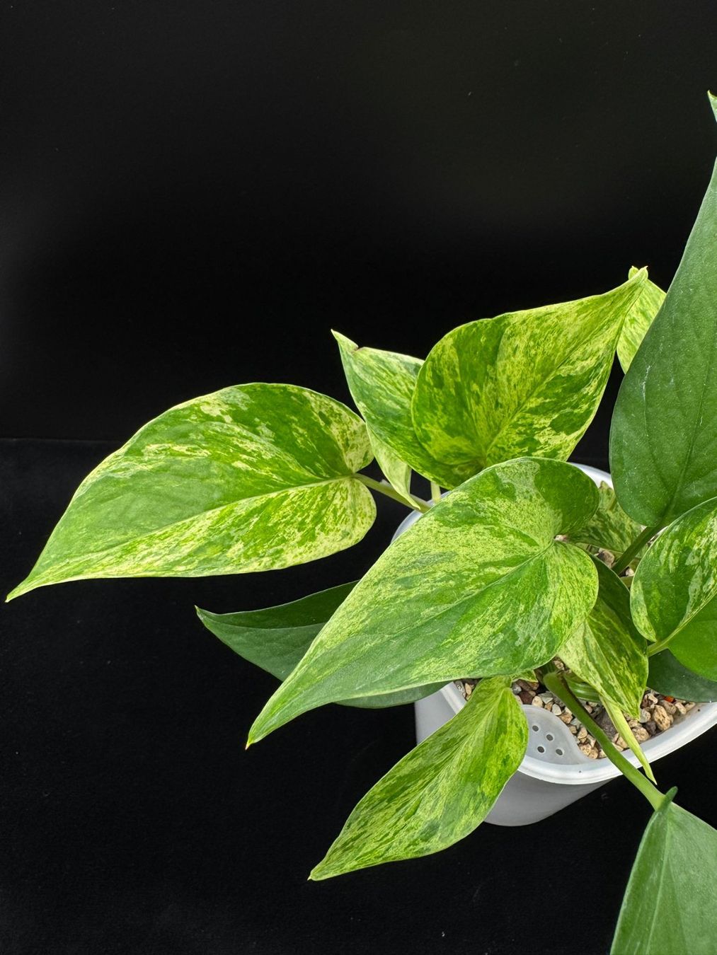 Piante & sementi: Epipremnum aureum 'Marble Queen' in Semihydro – Nuovo (secondo la descrizione) da Bühler venduto da googelibear 2