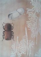 Schulwandbild Jürg Grünig: Borkenkäfer, 1983 @nirv