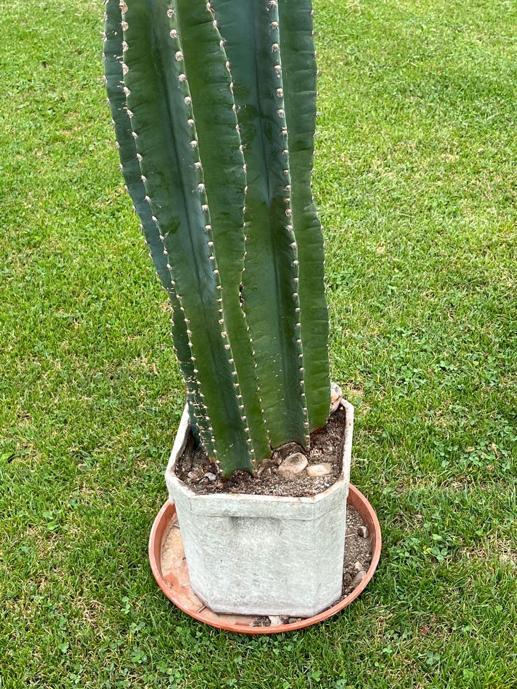 Piante & sementi: Cereus Säulenkaktus – Usato da Allmendingen b. BE venduto da juair 4