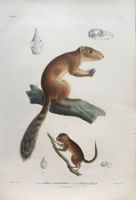 Lithographie C.J. Temminck 1839, Scirius laticaudatus, RAR!!