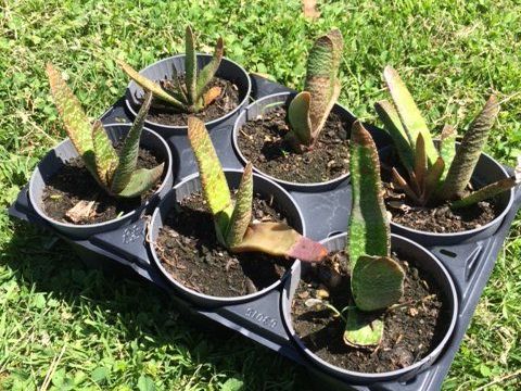 Piante & sementi: Gasteria Hirschzunge – Nuovo (secondo la descrizione) da Vinelz venduto da Wellensittich55 5