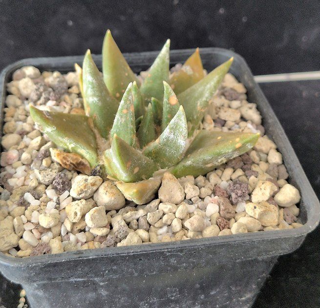Plantes & graines: Ariocarpus trigonus – D'occasion à Vuisternens-Romont par Cold_cactus 1