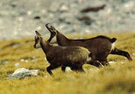 ASK Gemsen auf der Flucht, Chamois