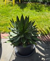 Schöne Agave