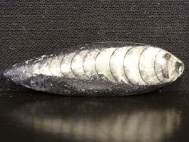 Versteinerter Fisch Fossil ORTHOCERAS MAROKKO Tintenfisch