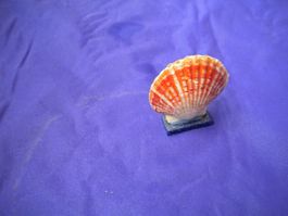 Schöne Muschel " Macassareksis "