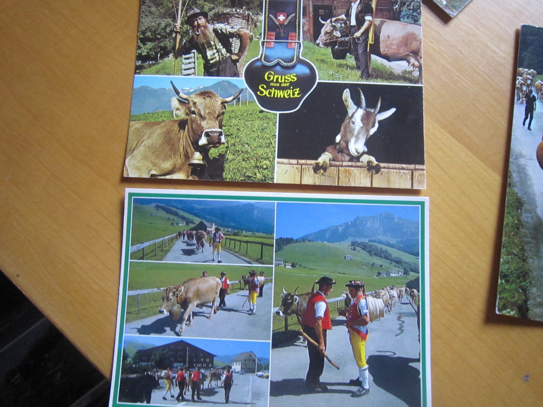 Cartoline postali: No 17 schöne Postkarten Kühen – Usato da Gordola venduto da Polentaefung 5
