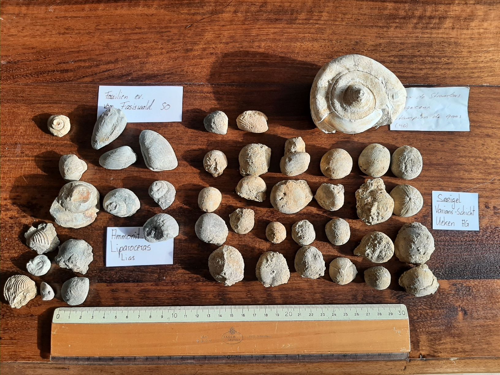 Fossili: Kleine Fossilien Sammlung – Usato da Rickenbach BL venduto da Oktober68
