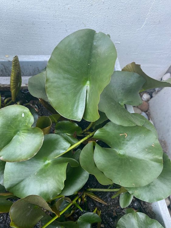 Seerose aus eigenem Teich, eine Pflanze ist ca. 30 cm groß. Kaufen