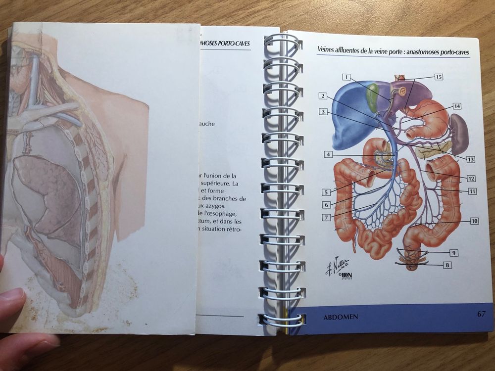 Livre de médecine: MEMOFICHE ANATOMIE: TRONC, NETTER (Gebraucht) in ...