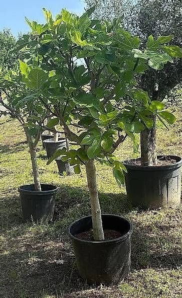 Plantes & graines: Feigenbaum Gr. XL – D'occasion à Zuckenriet par Thur_Plant 1