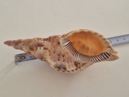 Triton Tritonshorn Baby Miniature Muschel Sammlung Rarität