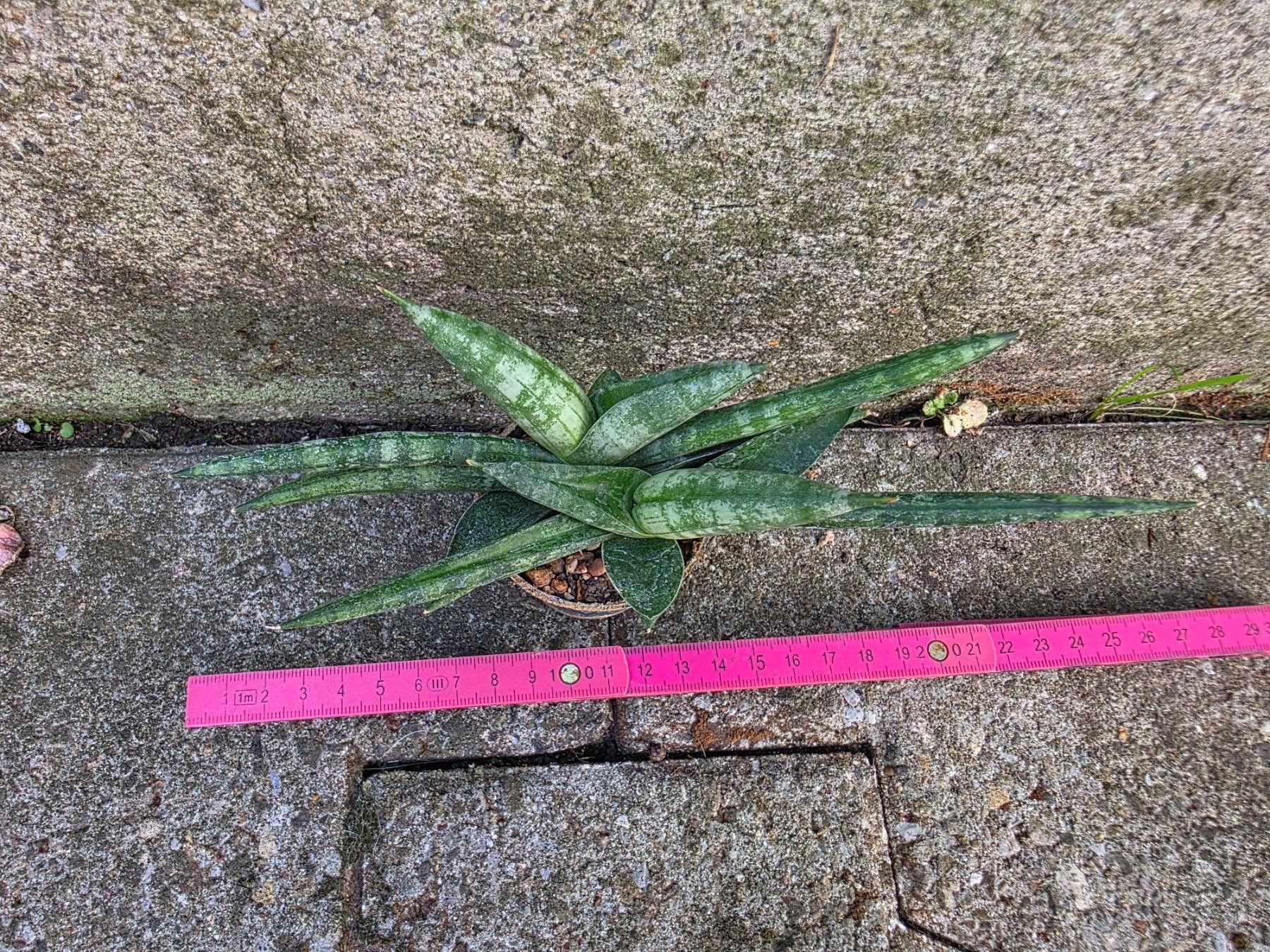 Piante & sementi: Sanseveria cylindrica / Bogenhanf – Nuovo (secondo la descrizione) da Thalheim venduto da silvara01 4