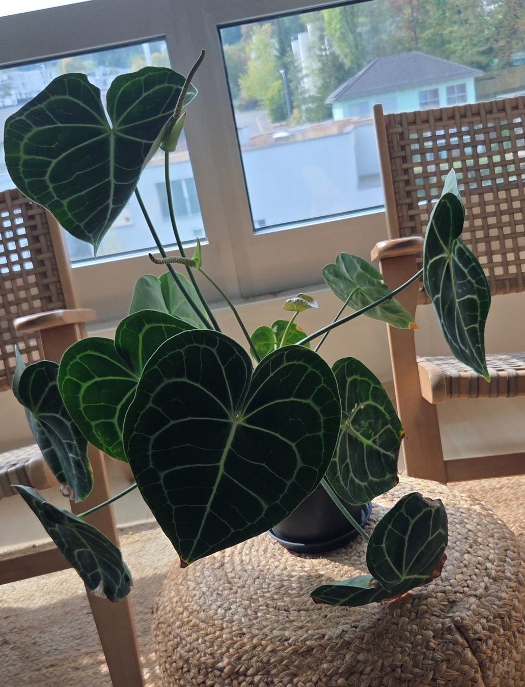 Plantes & graines: Anthurium crystallinum ODER clarinervium (ca. 40cm) – D'occasion à Zürich par wile_coyote 1