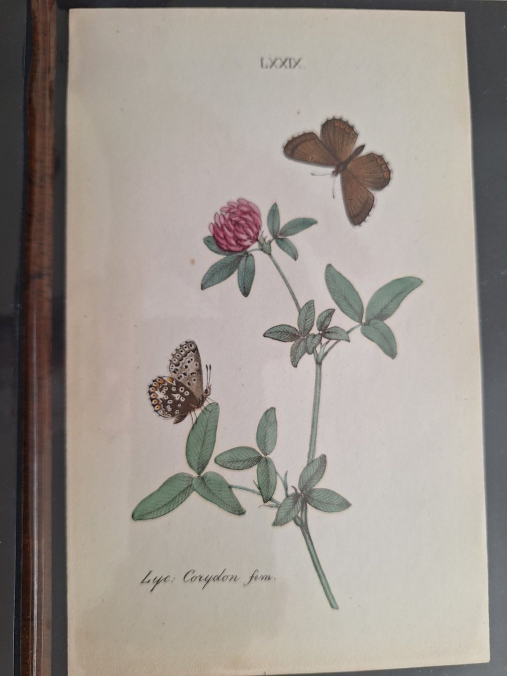 Incisioni: PAPILLONS  8 GRAVURES ANCIENNES – Usato da Bevaix venduto da bohrap 3