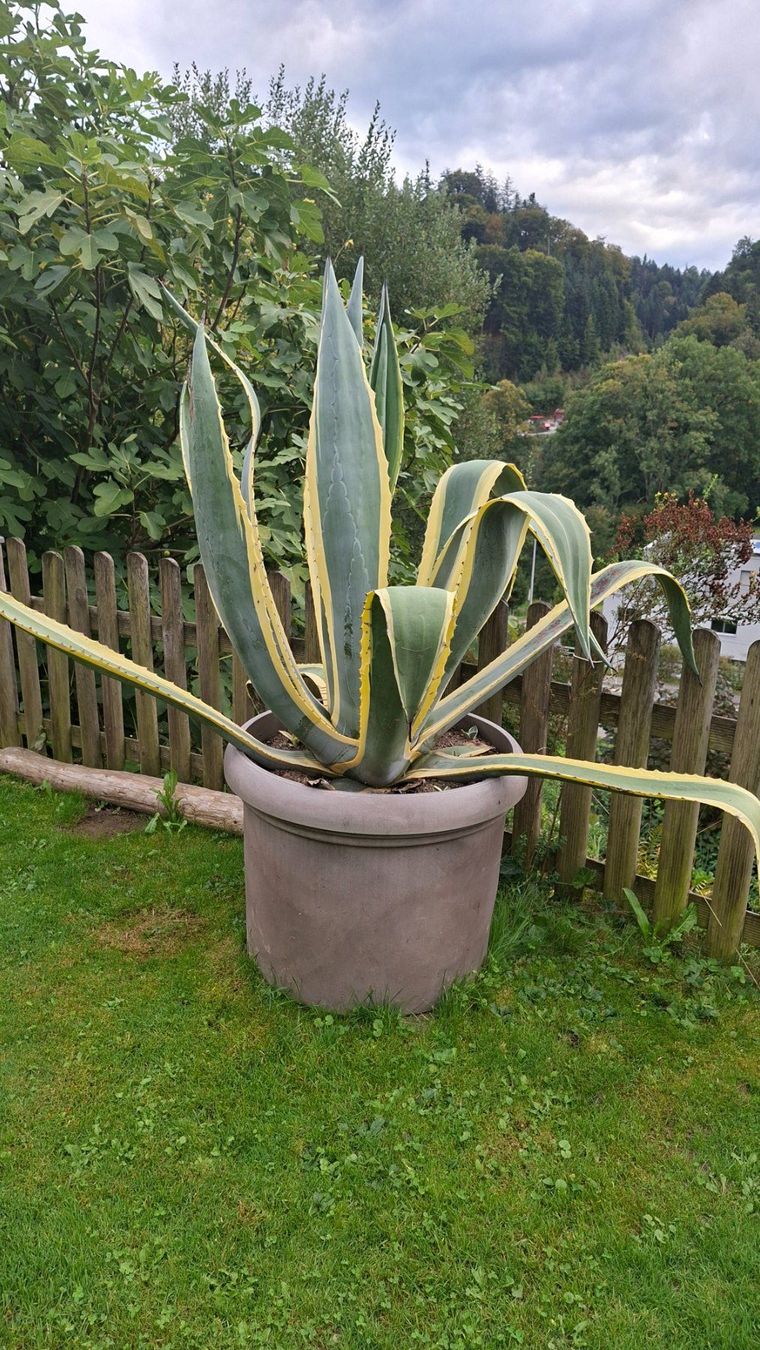 Plantes & graines: Agave – D'occasion à Adligenswil par Hoschi750 2
