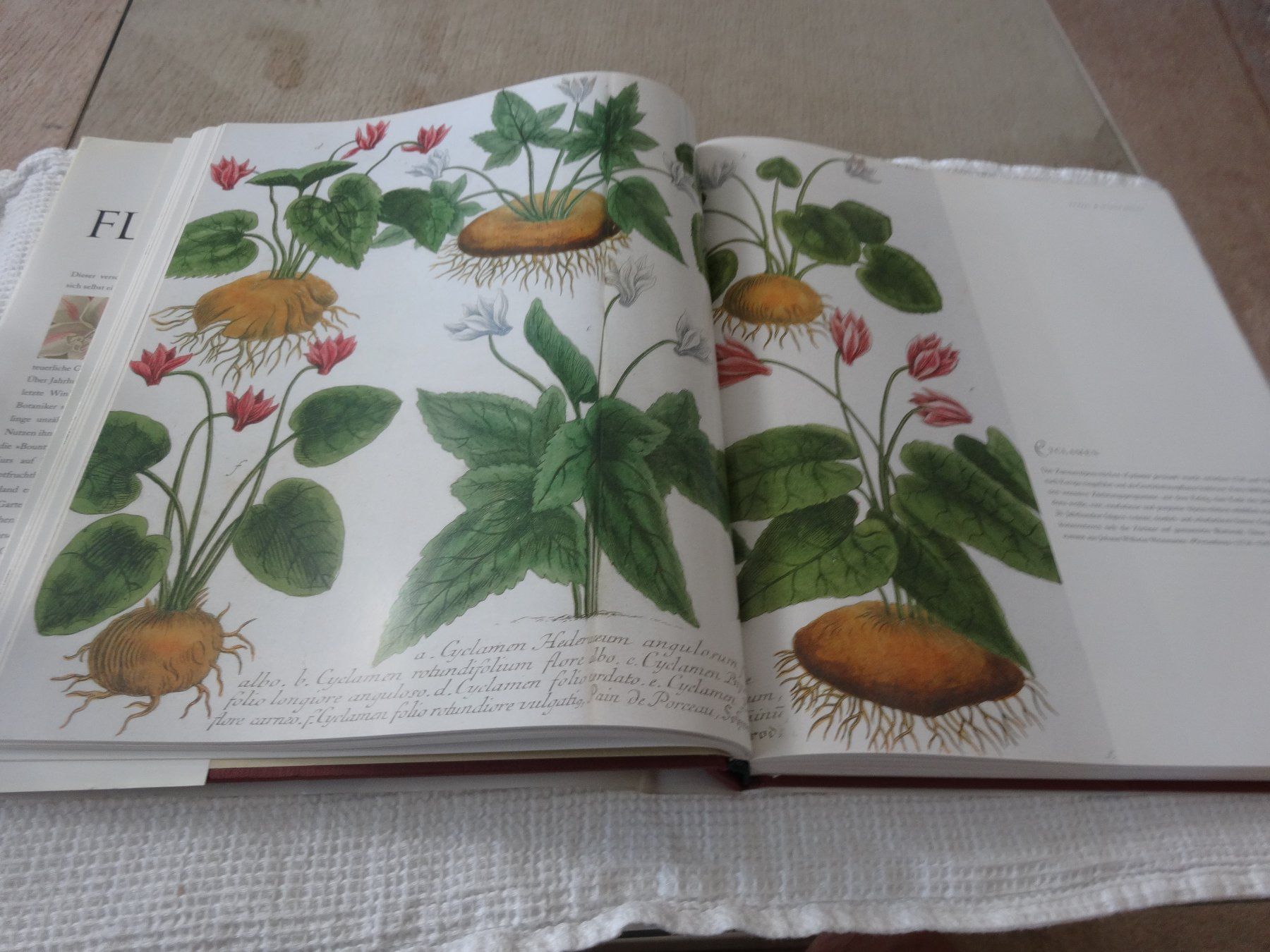 Libri: Flora  Der Duft der Ferne Brent Elliott – Usato da Neerach venduto da jenny062 6