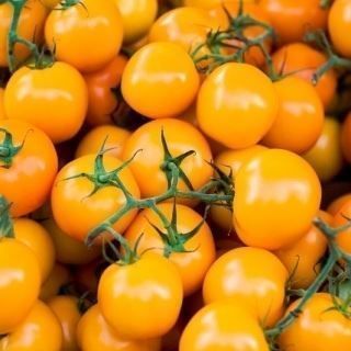 Piante & sementi: 20 Samen Tomate FIGIEL Orange – Nuovo (secondo la descrizione) da Ehrendingen venduto da VerveinaSamen 2