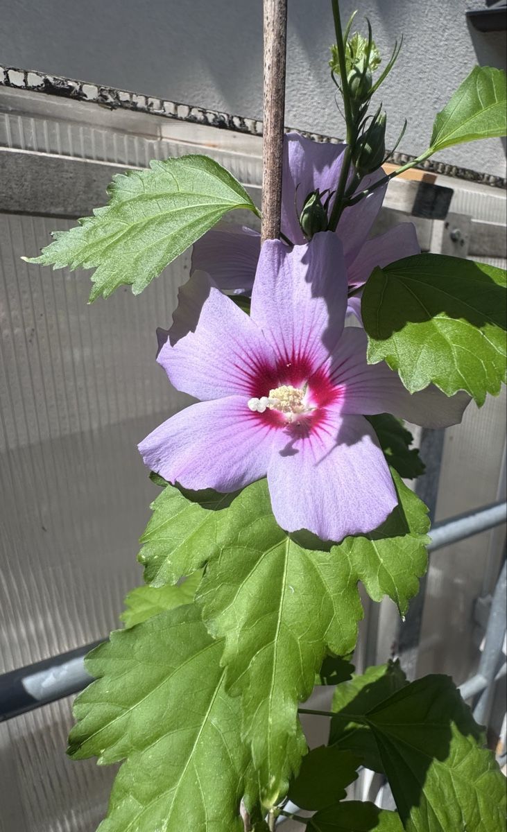 Piante & sementi: Hibiskus ca 80 cm, winterhart – Usato da Magden venduto da Ireg59