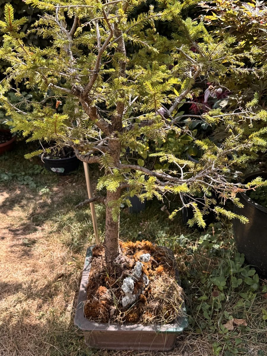 Piante & sementi: Bonsai/Fichte – Usato da Münchwilen TG venduto da baluzi3 1