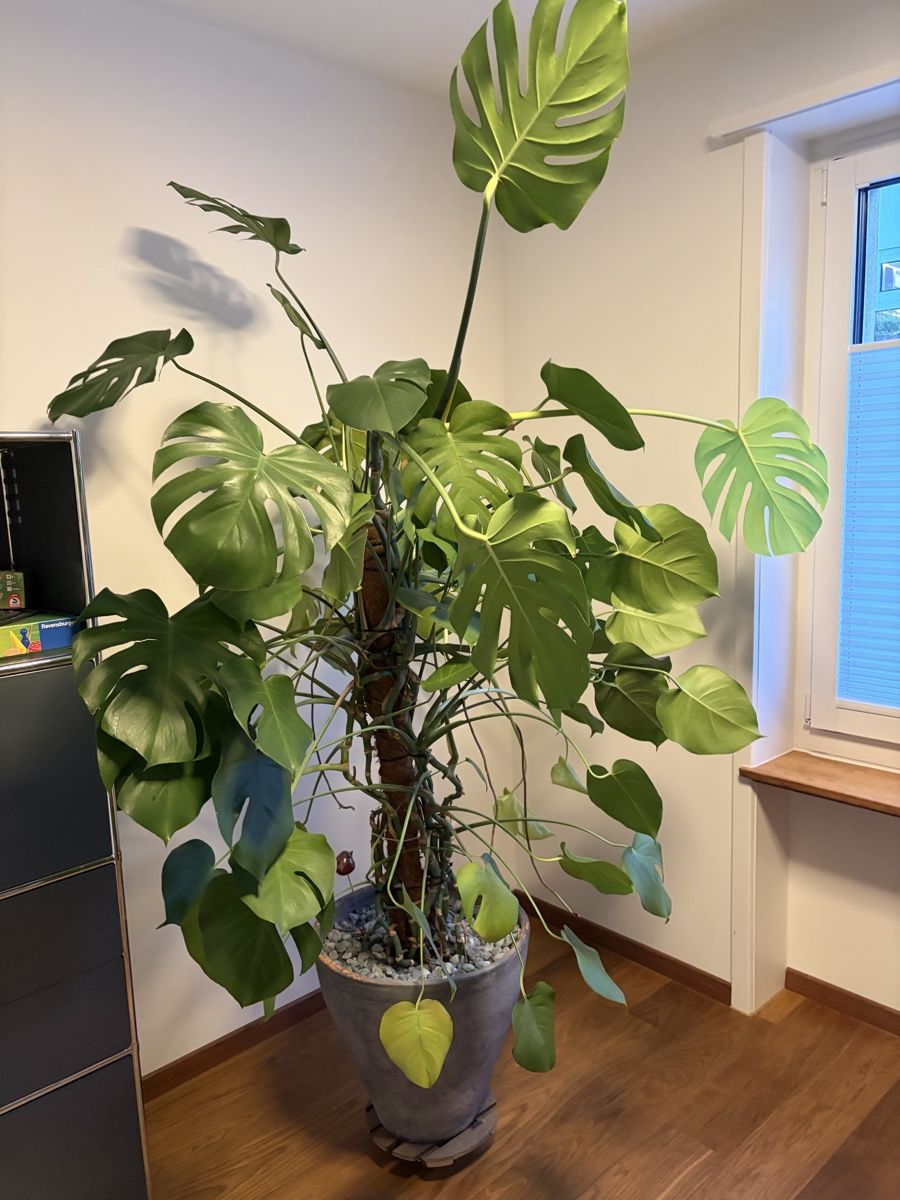 Pflanzen & Samen: Monstera XXL – Gebraucht aus Binningen von thge76 3