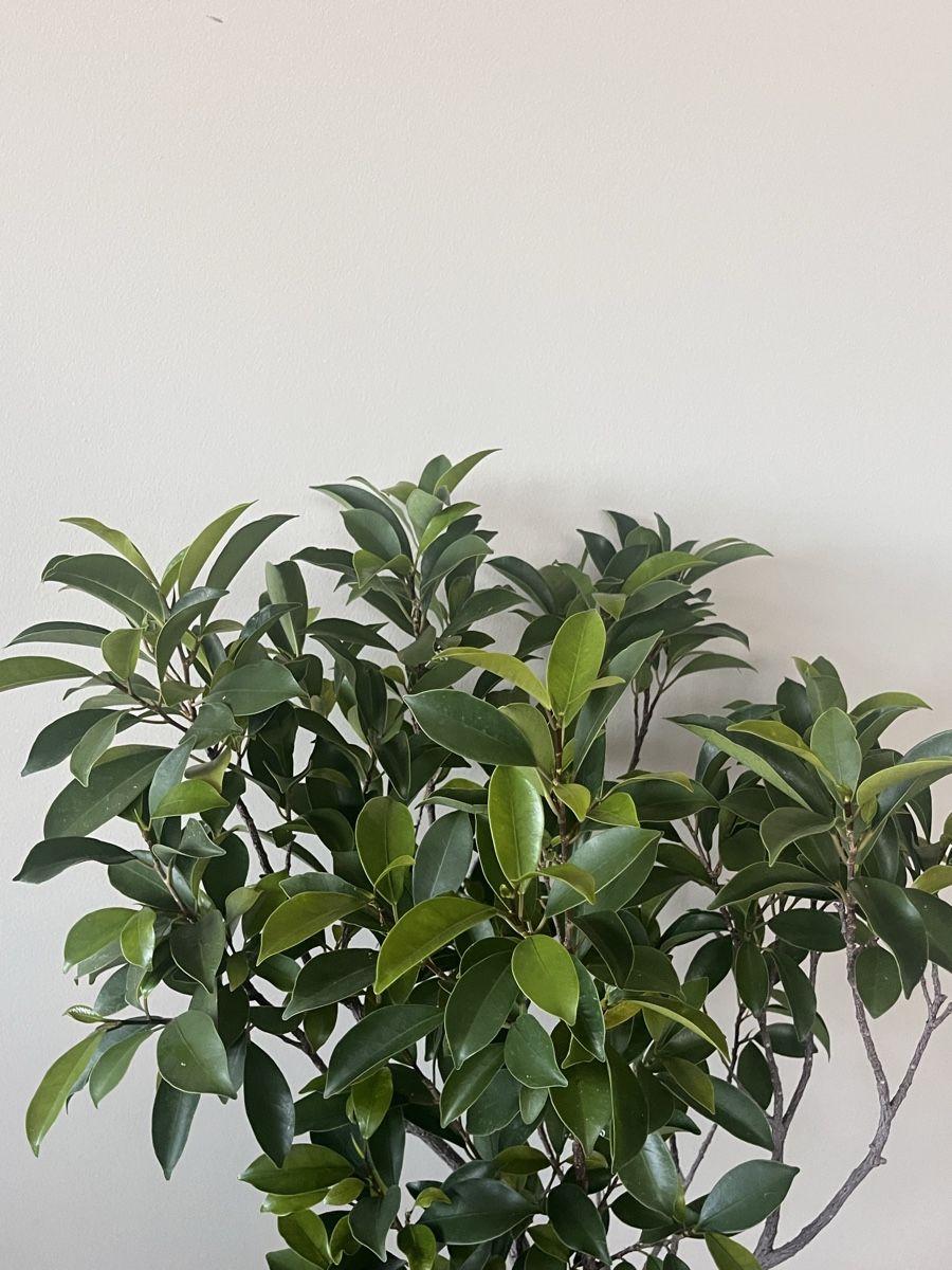 Piante & sementi: Wunderschöner Ficus im Steinguttopf – Usato da Zürich venduto da Nat_Ascha 1