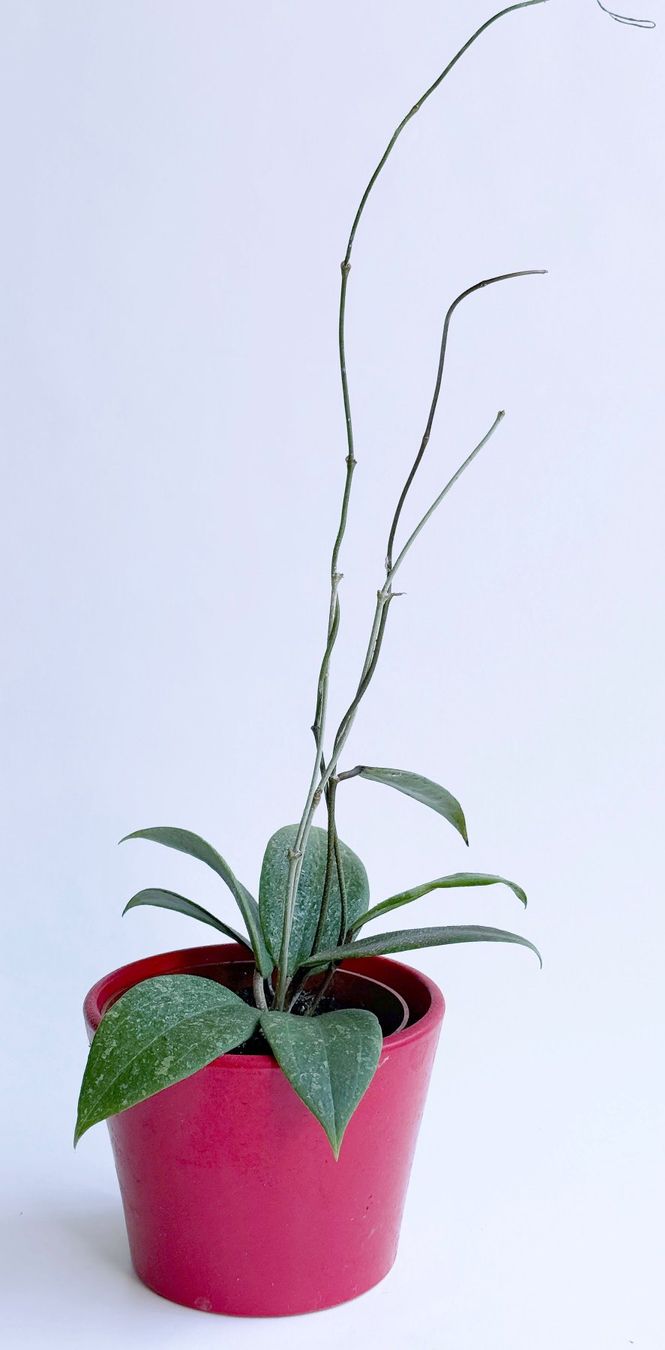Pflanzen & Samen: Hoya wibergiae***** – Neu (gemäss Beschreibung) aus Dübendorf von Orchid18 1