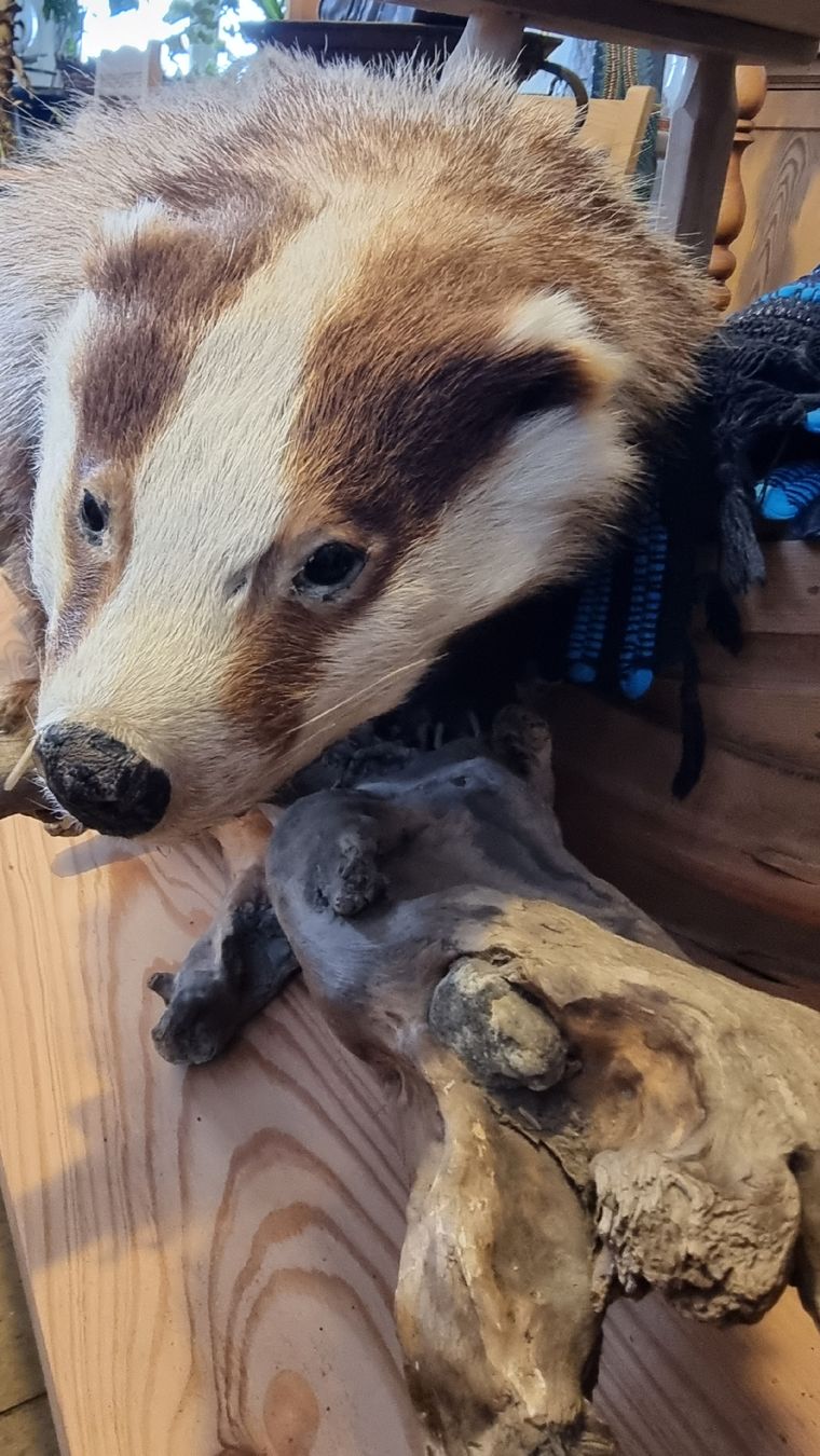 Welt der Tiere: Dachs – Gebraucht aus Sils im Domleschg von platin01 5