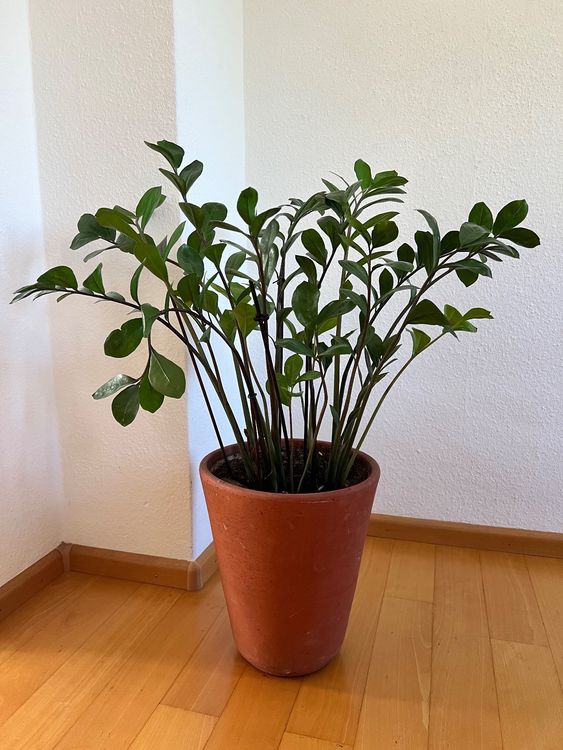 Glücksfeder Zamioculcas – 45-50cm Zimmerpflanze inkl. Ziertopf Vibes Fold Rosa Ø14cm – Pflegeleichte Grünpflanze mit glänzenden Blättern – Robust & luftreinigend – Für Wohnzimmer & Büro